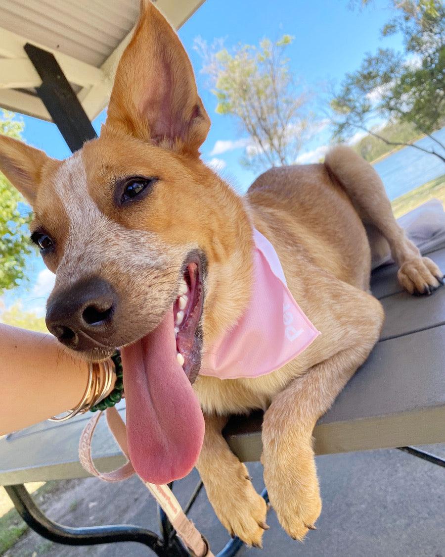 Doggy Bandana: Pastel Pink