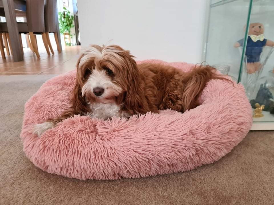 Doggy Comfort Bed: Dusty Pink