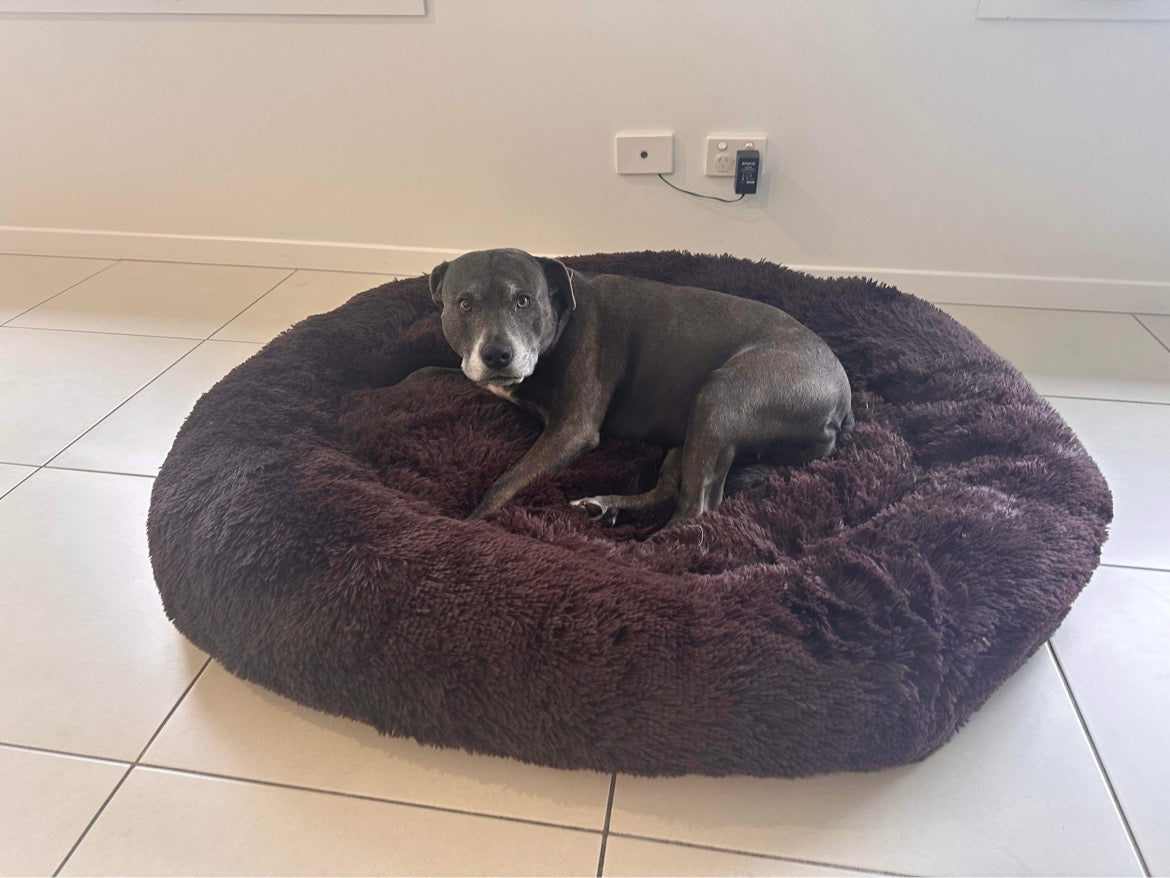 Doggy Comfort Bed: Chocolate Brown